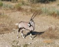 oryx2