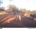 waterbuck